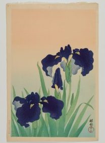 7. Irises